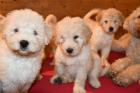 Wunderschöne Chow Poos ähnl. Bernedoodle Goldendoodle suchen ihr neues Zuhause