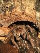 Theraphosa Stirmi Weibchen kl 8cm