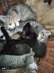 Kitten suchen neues Zuhause