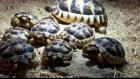 Testudo Marginata- Breitrandschildkröte Nachzuchten aus 2022