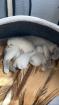 BKH Kitten Point 1 Männchen 1 Weibchen Eltern mit Stammbaum Ab Juli abzugeben