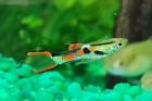 Endler Guppy Gruppe abzugeben nur noch bis 14. 07.