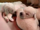 Reinrassige Labradorwelpen blond